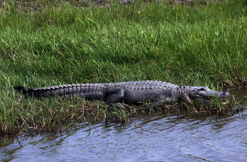 短鳄拖速器野生动物湿地爬虫沼泽动物图片