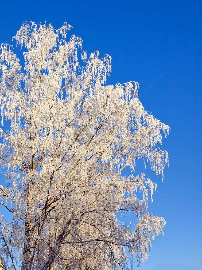 冬季气候天气白色季节蓝色环境树木图片