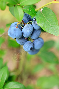 新鲜蓝莓覆盆子衬套营养农场蓝色收成植物浆果食物照片高清图片