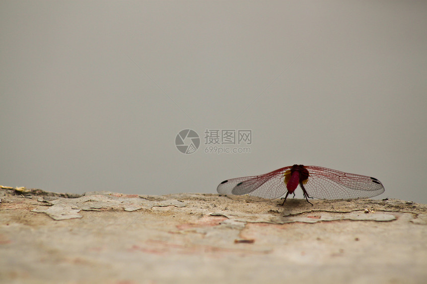 龙身体红色空气昆虫天空野生动物灰色蜻蜓翅膀飞行图片
