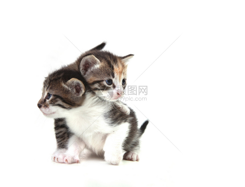 可爱的新生儿婴儿幼婴 很容易孤立在白色上小猫猫咪胡须短发尾巴动物爪子家庭头发毛皮图片