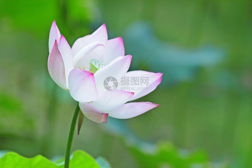 莲花花花园植物灌木生物学荷花莲花状异国情调植物学软垫图片