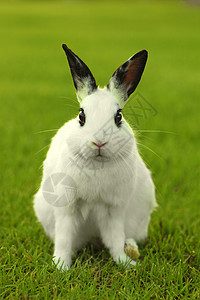 草丛中的白兔子兔户外生活宠物头发荒野哺乳动物兔子动物农场婴儿耳朵兔形目高清图片素材