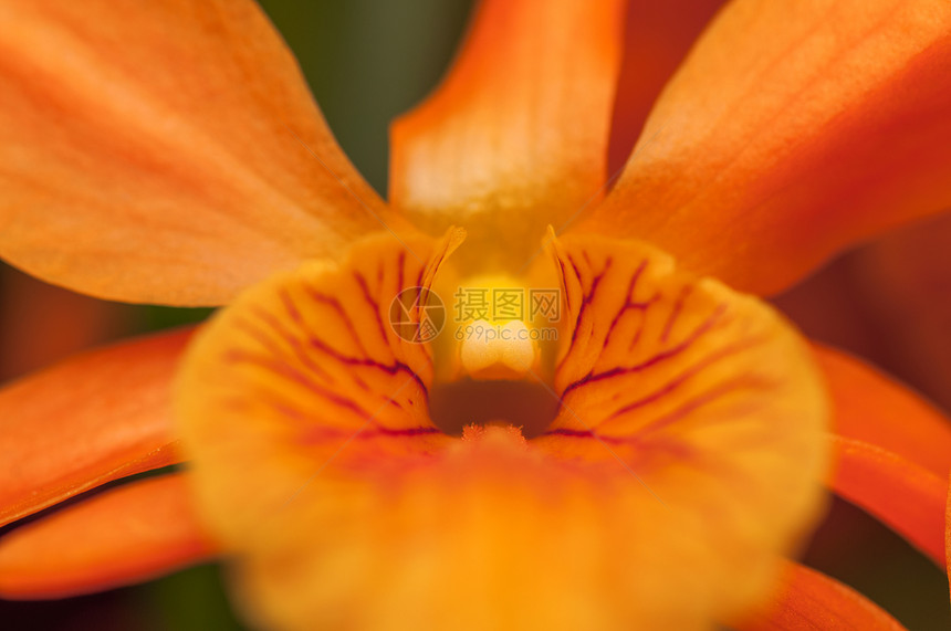 兰花礼物宏观植物热带叶子石斛花瓣植物群橙子植物学图片
