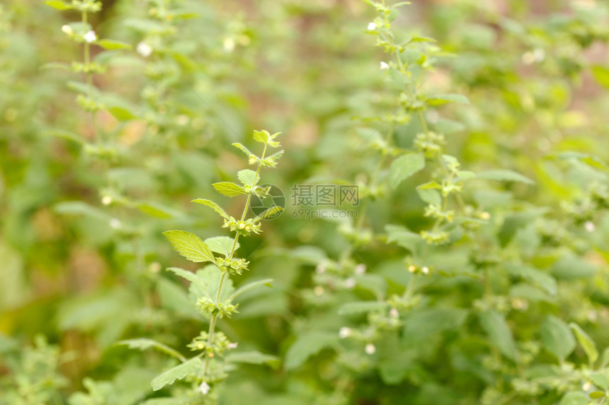 花园里的梅莉萨味道植物学香料药品烹饪香脂草本植物香味植物薄荷图片