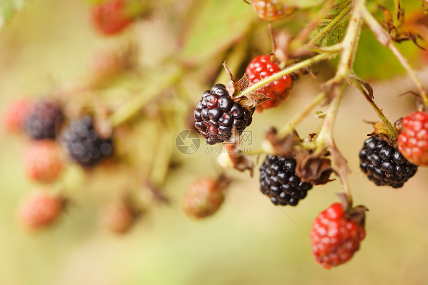 黑莓浆果荆棘水果植物生长美食绿色花园团体甜点图片
