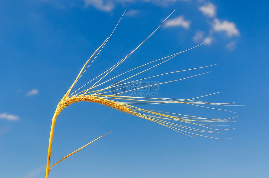 深蓝天空下小麦的金子耳朵晴天地平线环境国家场景生长粮食谷物天空农村图片