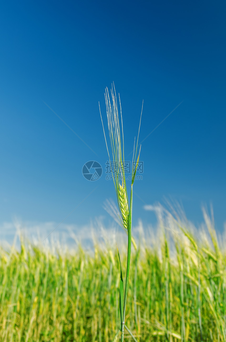 绿色大麦和蓝蓝天空图片