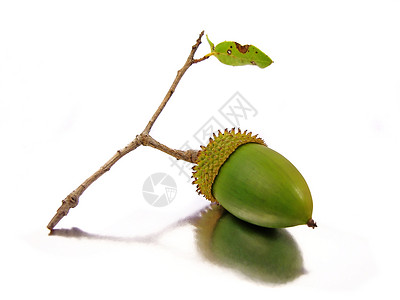 球虫属绿色的阿尔加维高清图片