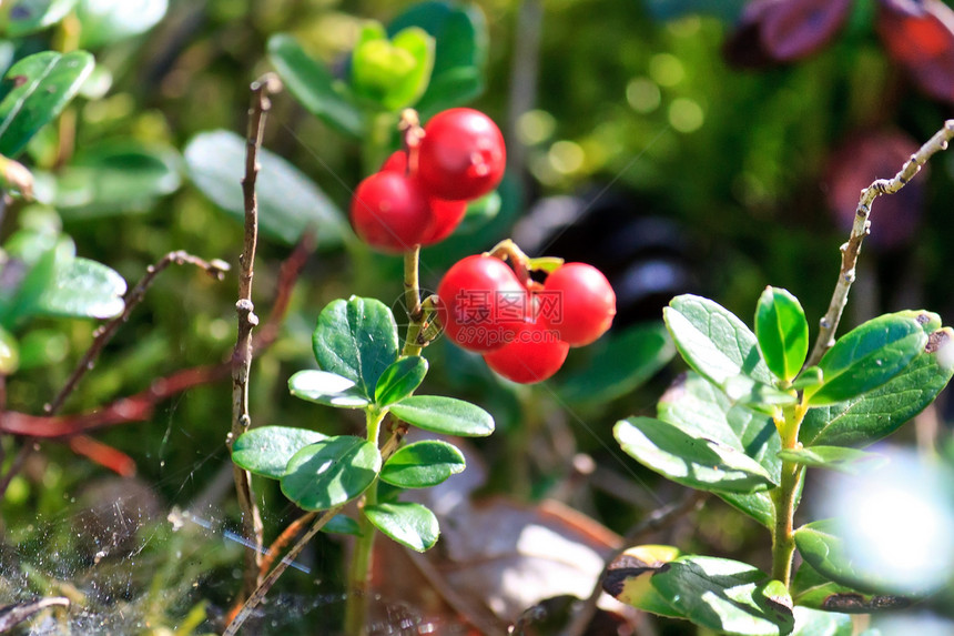 林木红莓药品衬套水果食物阳光草本植物美食叶子养分森林图片