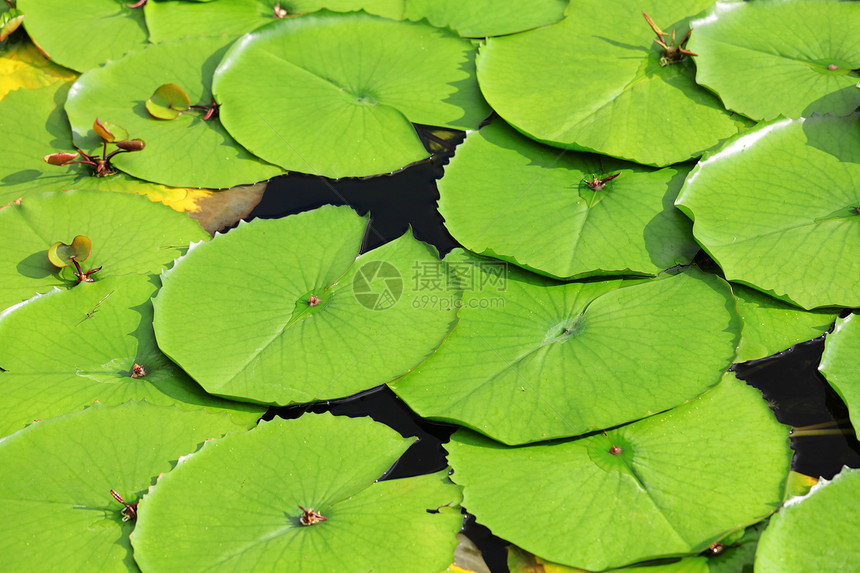 莲叶叶荷花树叶绿色植物圆形图片