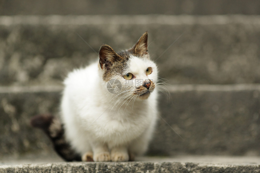 猫咪猫科白色小猫宠物幼兽食肉相机毛皮动物图片