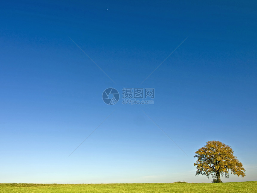 树天空蓝色天气草地牧歌绿色国家环境图片