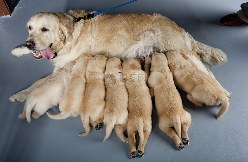 带小狗的金色猎犬图片