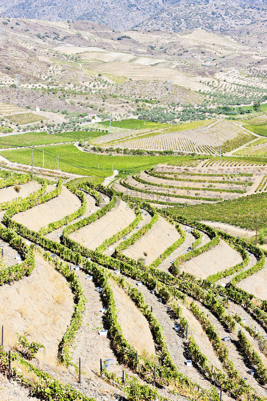 葡萄牙杜罗谷的葡萄树旅行位置酒业植物农村植物群农业葡萄风景世界图片