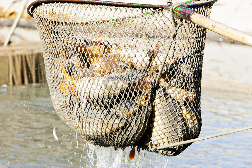 蓄积池外观渔业收获池动物群池塘动物钓鱼图片