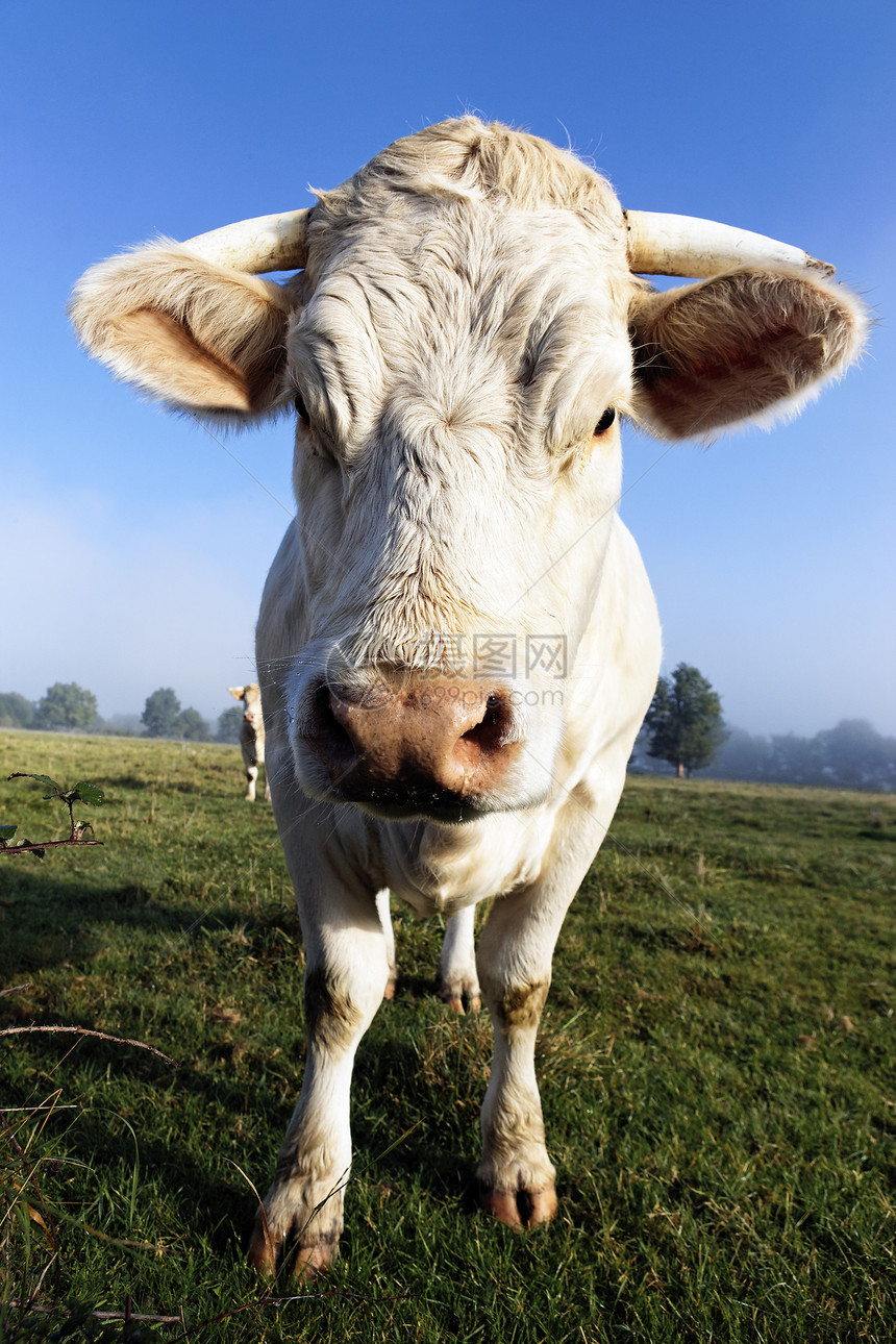 白小牛奶牛美化小牛农田国家白色草地场地土地牧场图片