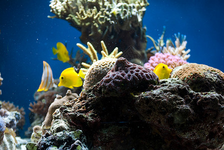 珊瑚花园含有鱼类和珊瑚的水族馆潜水蓝色花园海洋异国生活浮潜游泳情调热带背景