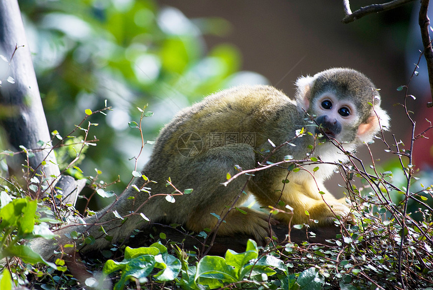 猴子猴类乐趣鼠属荒野灵长类快乐毛皮松鼠动物动物学婴儿图片