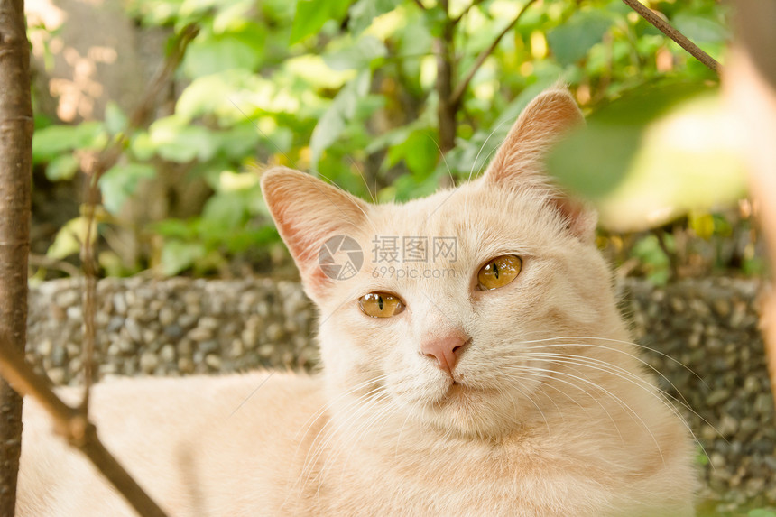 城市中的猫哺乳动物公园荒野水平寂寞小猫猫咪手表动物流浪图片