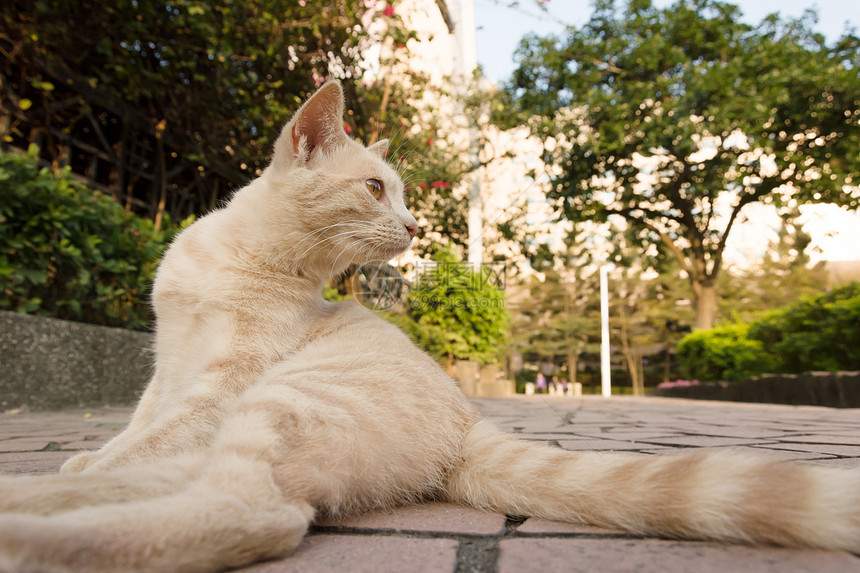 城市中的猫动物公园哺乳动物流浪猫科动物水平手表毛皮荒野孤独图片