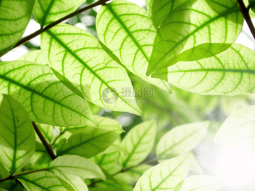 绿色绿叶 有天然背景的滴水生活生长植物森林山毛榉衬套太阳框架树木荒野图片