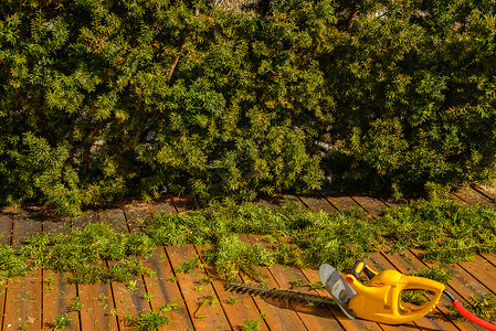守着对冲阳光修剪太阳机器园艺树木工具树篱修剪机工作高清图片