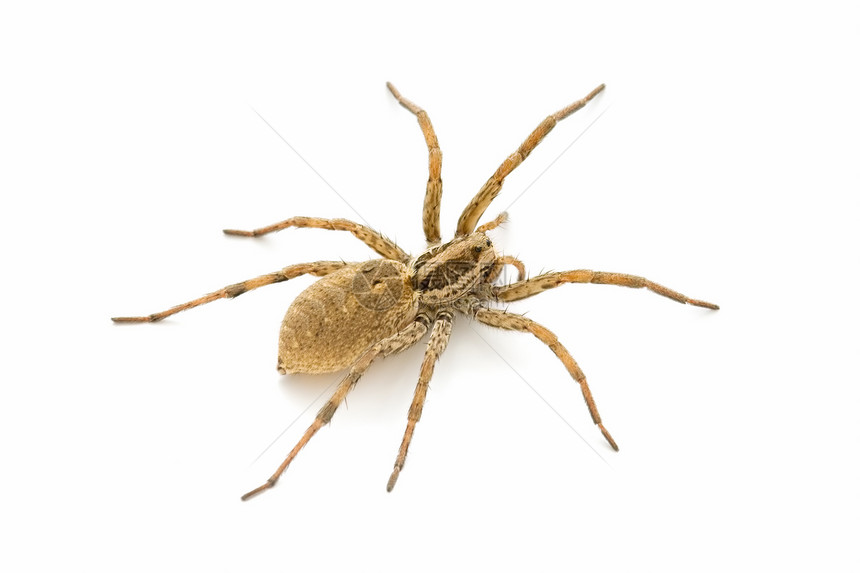 蜘蛛动物群野生动物动物白色狼蛛宠物宏观危险昆虫图片