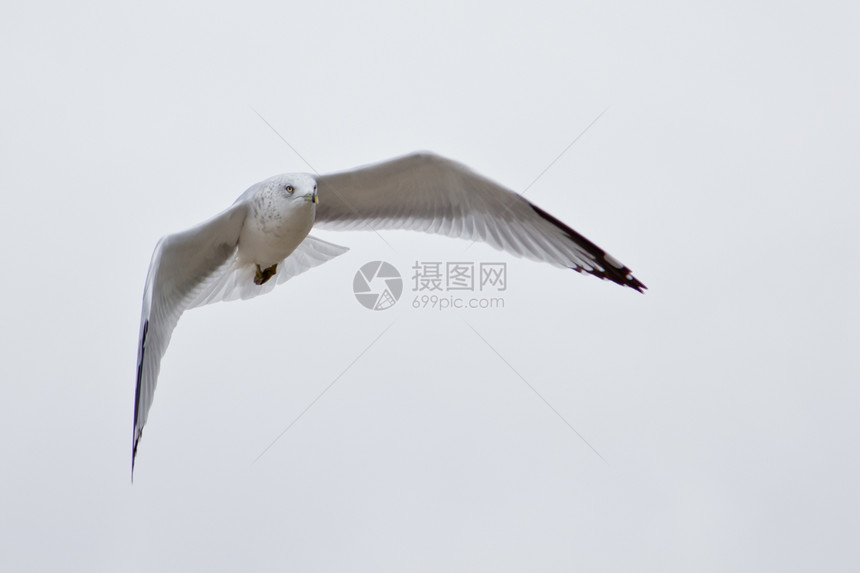 白海鸥在空中飞翔翅膀海鸥空气蓝色鸟类天空白色野生动物飞行动物图片