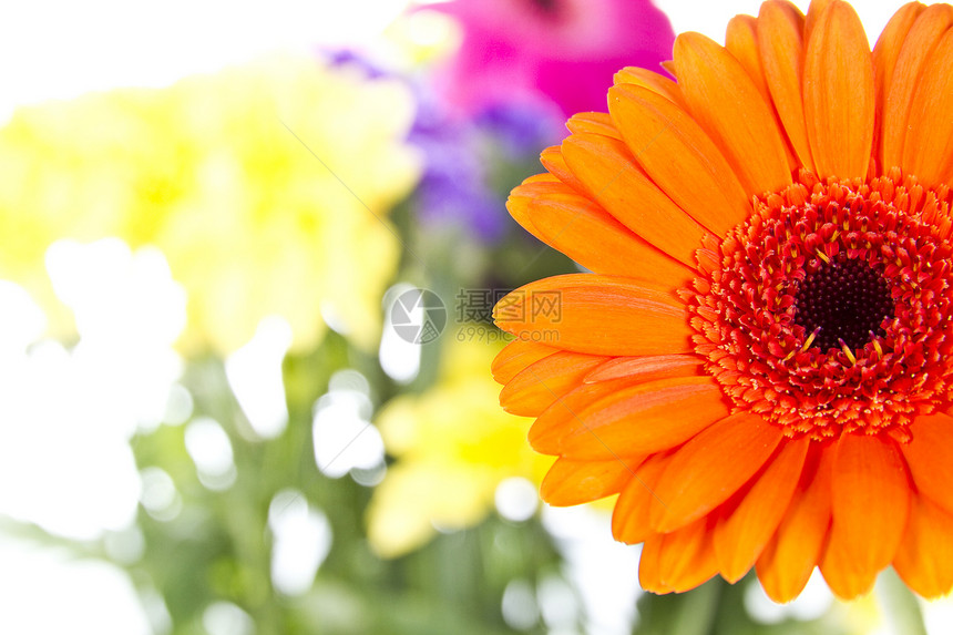 孤立的和其他花朵花园园艺美丽花瓣格柏宏观白色晴天植物阳光图片