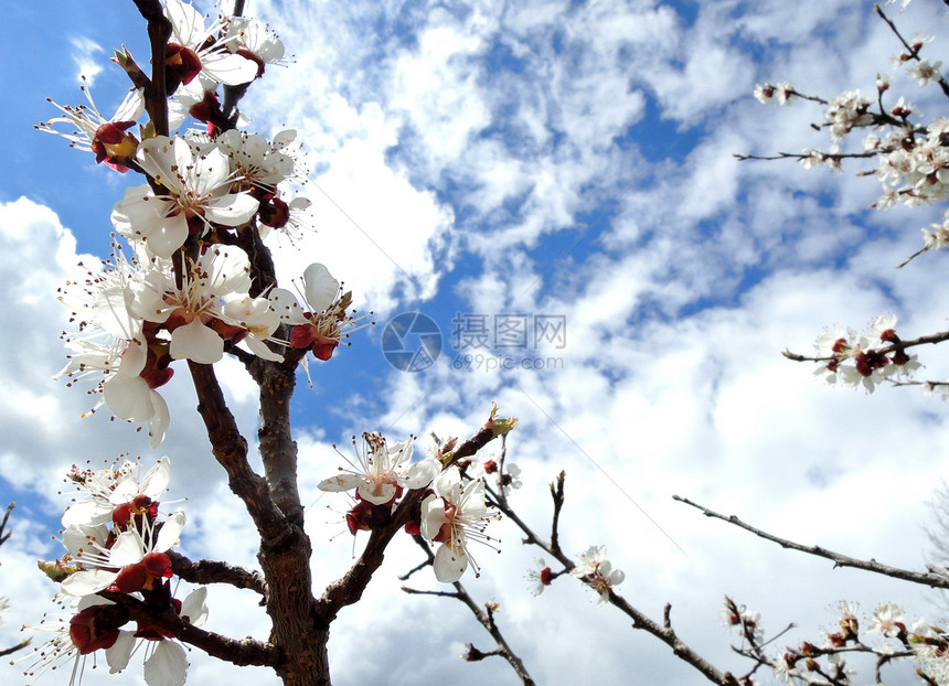 春天的白樱桃树花图片