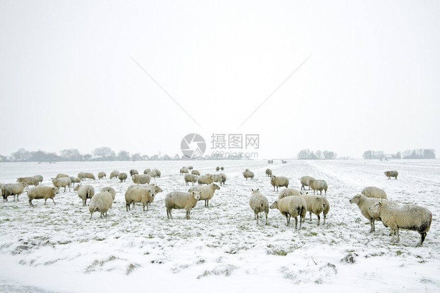 冬季荷兰农村的牧羊人 来自荷兰农场动物草地哺乳动物季节场地图片