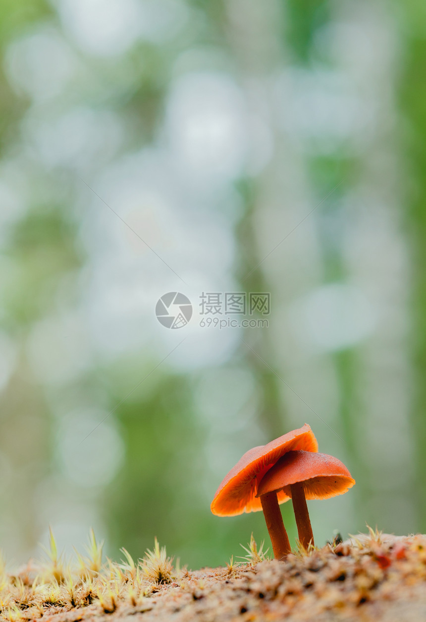 普通的鲁斯特吉尔菌类公园荒野树木食物蘑菇宏观植物学动物群叶子图片