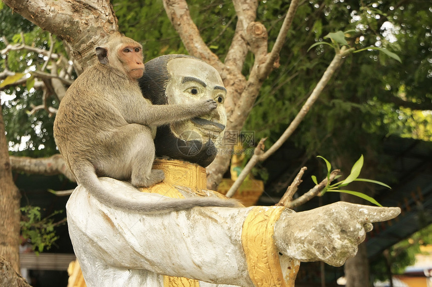 在坎博德马德望省马德望金山波的长尾木雕游戏猕猴寺庙香波图片