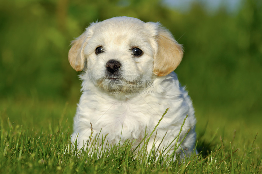 小狗狗白色毛皮绿色休息伴侣友谊鼻子动物朋友耳朵图片