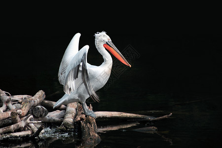 水翅膀黑色上的 Pelican动物野生动物翅膀兽头账单背景