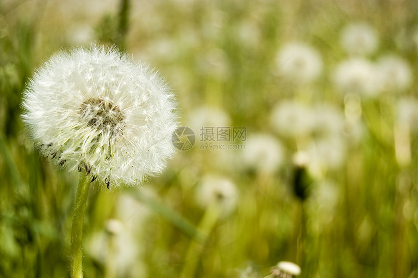 Dandelion 字段自由黄色美丽场地植物种子草地绿色花朵白色图片