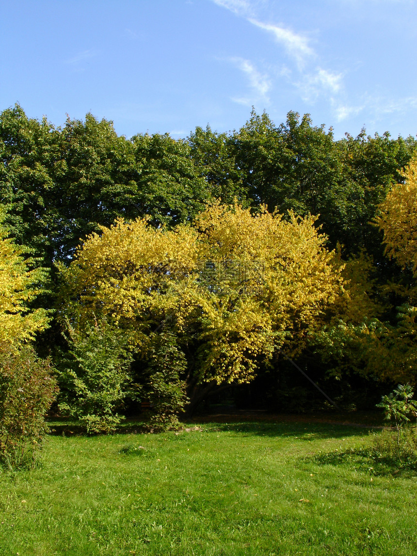 秋季风景植物群树叶植物晴天天气季节公园黄色症状花园图片