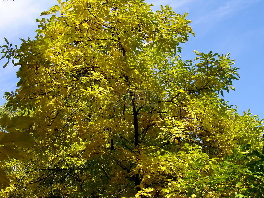 黄树天气季节树叶花园症状植物公园晴天黄色植物群图片