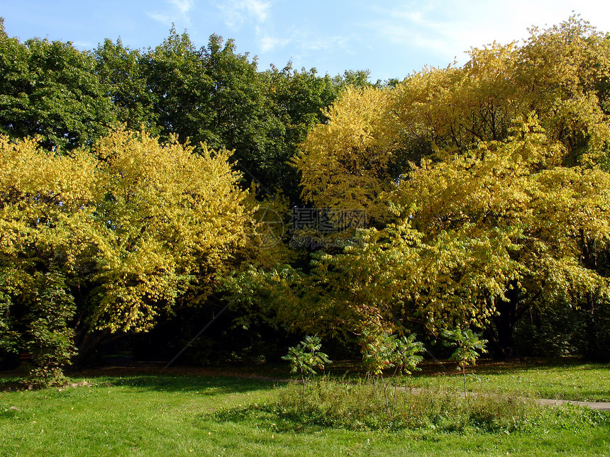 黄树黄色植物季节花园症状天气晴天公园植物群树叶图片