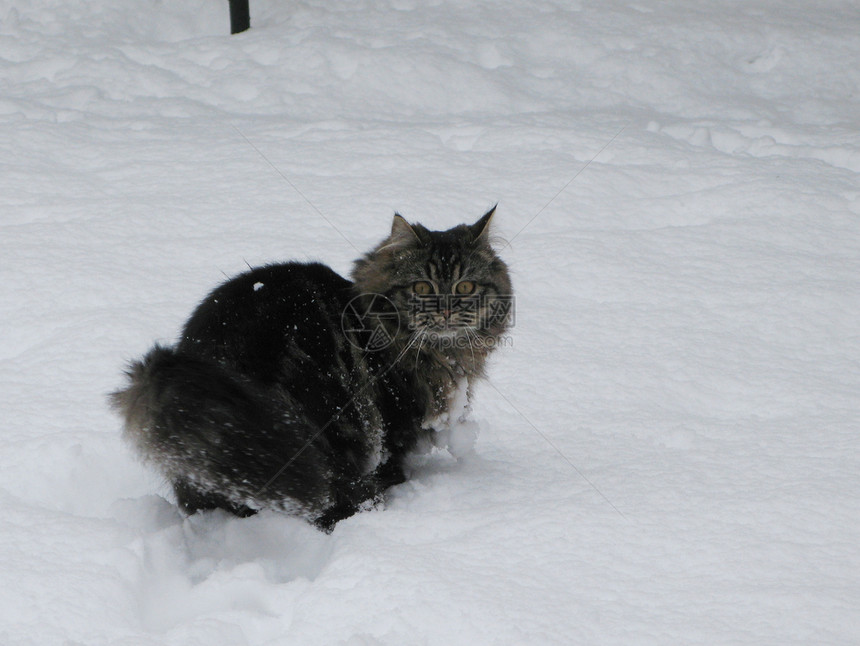 在雪中玩耍时 长长长长头发的小猫毛皮虎斑图片