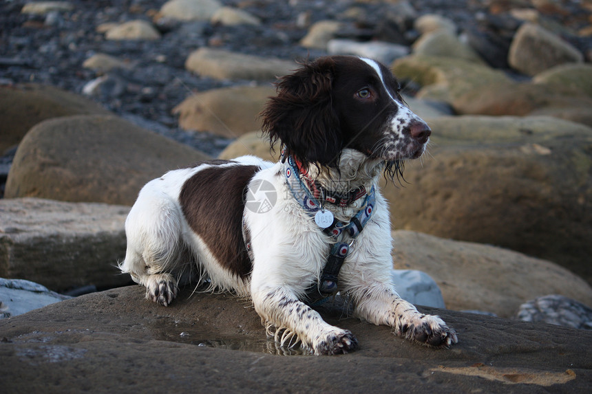 工作英语在海滩上石头小狗猎犬小狗狗岩石图片