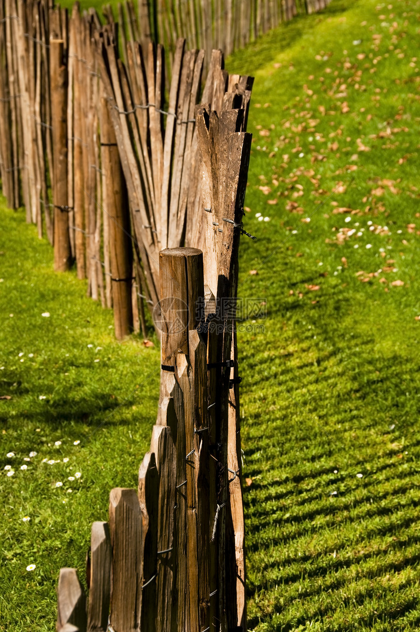 木林围栏雏菊草地生长绿色木头场地住宅园艺院子花园图片