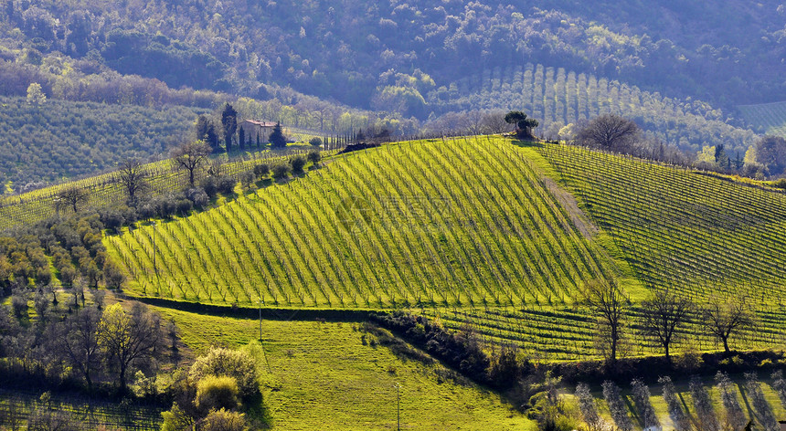 意大利的葡萄园景观图片