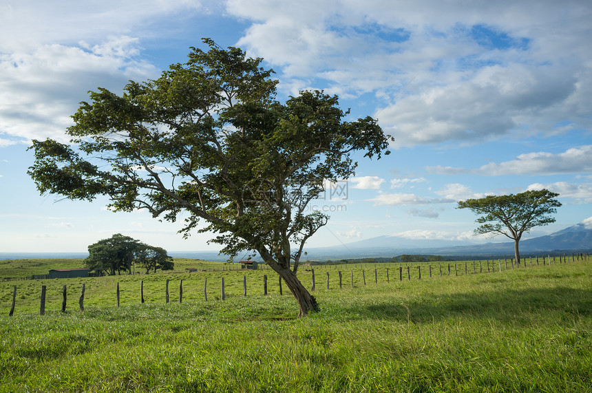 瓜纳卡斯特树农业栅栏乡村农田国家绿色场地农村树木水平图片