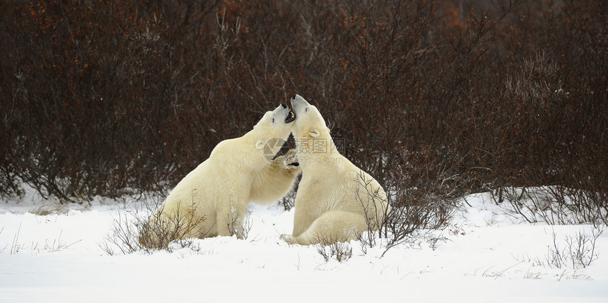 两只北极熊玩游戏灭绝海事苔原天气危险荒野拆除野生动物海洋食肉图片