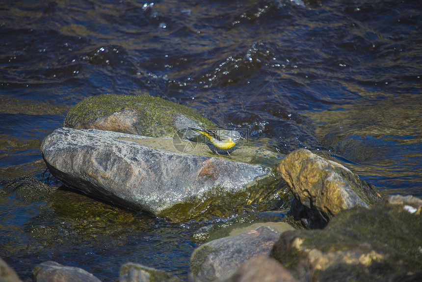 灰色卷尾 莫塔西利亚野生动物尾巴羽毛蓝色动物翅膀动物群鸟类观鸟鹡鸰图片