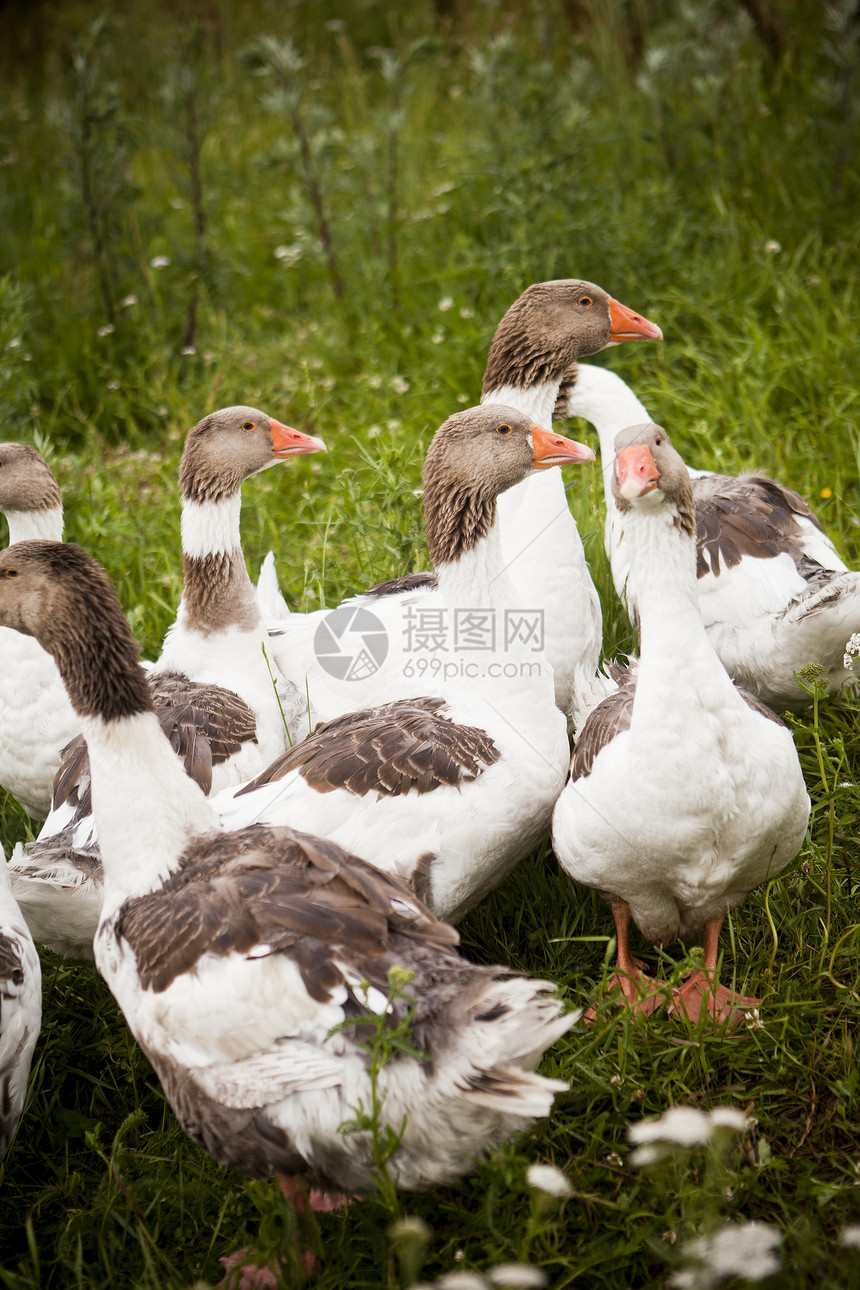 家鸭母亲绿色野生动物小鸭子鸟群道路动物领导动物群进步图片