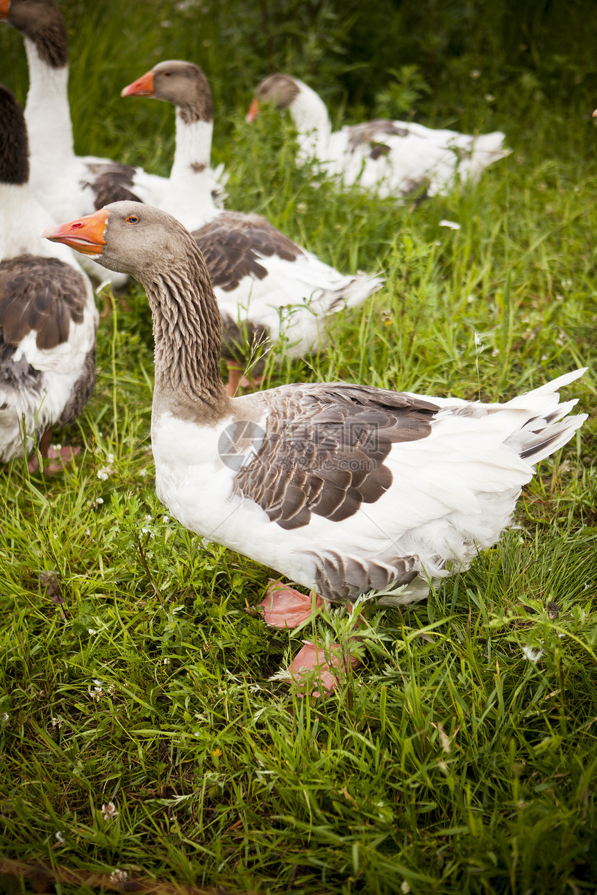 家鸭道路家长小鸭子行动领导野生动物鸟群农业绿色动物群图片