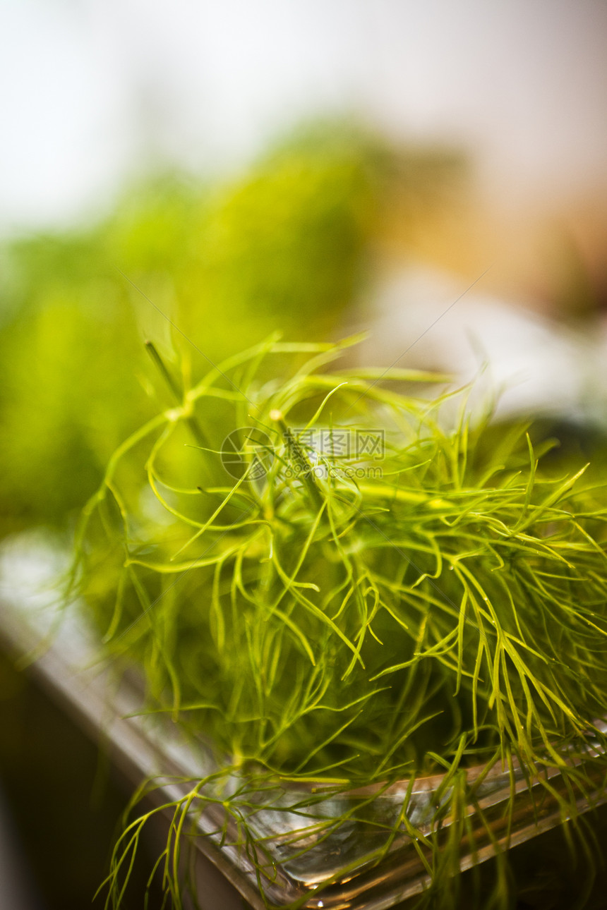 迪点食物拍摄植物香料前景白色宏观水平绿色柔焦图片